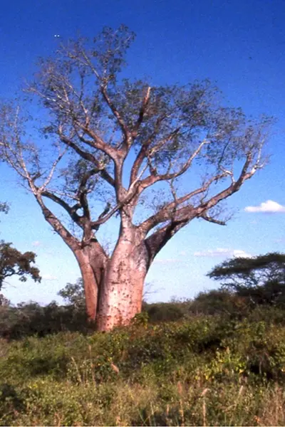 Adansonia perrieri