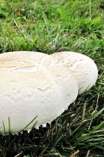 Agaricus macrosporus
