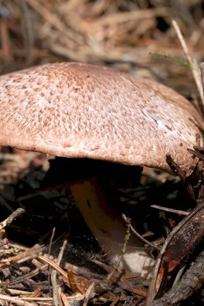 Agaricus silvaticus