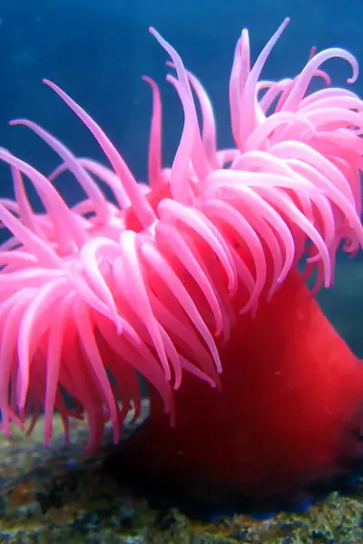Актинии морские анемоны