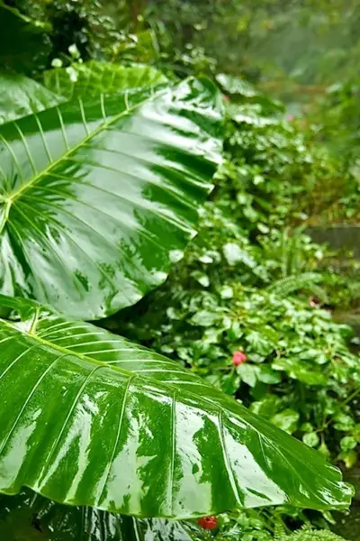 Alocasia macrorrhiza