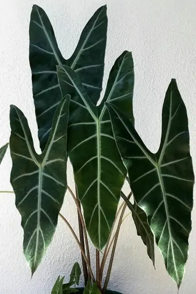 Алоказия scalprum