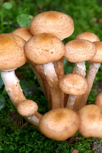 Armillaria mellea