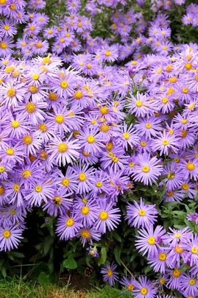 Астра Альпийская Aster Alpinus