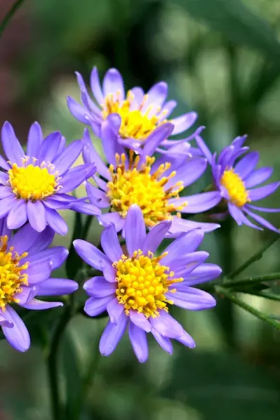 Астра Татарская Aster tataricus