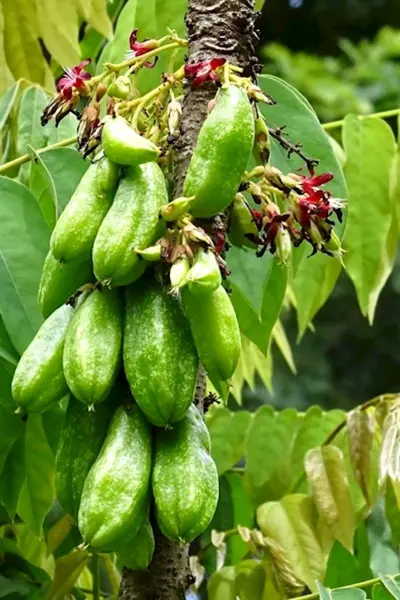 Averrhoa Bilimbi