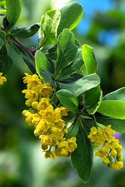 Барбарис обыкновенный Berberis vulgaris