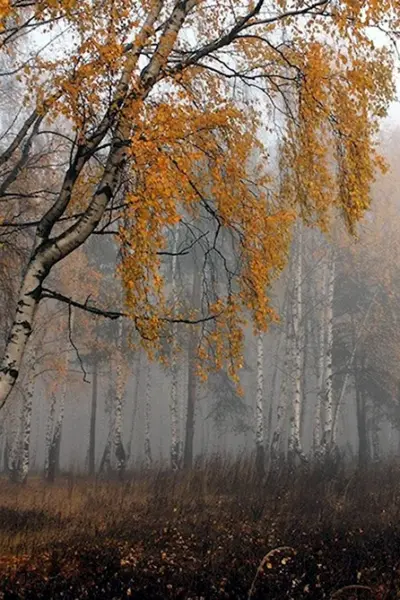 Береза осень