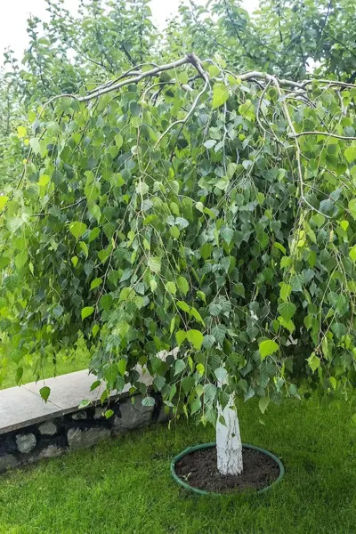 Береза повислая Weeping Birch