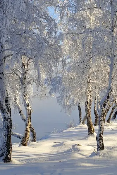 Береза в снегу