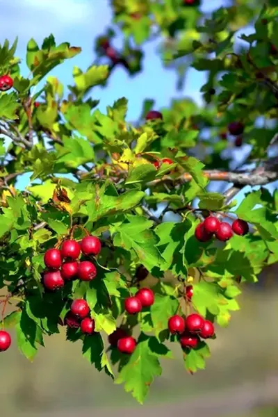 Боярышник Сибирский Crataegus sanguinea