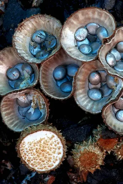 Бокальчик полосатый Cyathus striatus