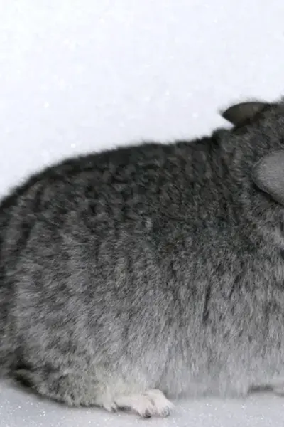 Большая короткохвостая шиншилла