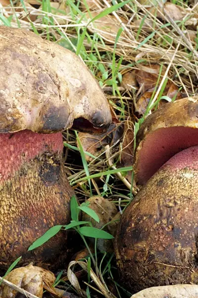 Боровик девичий Boletus appendiculatus