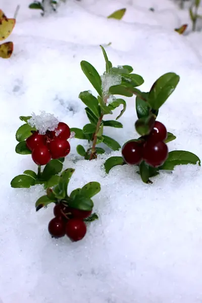 Брусника кустарник зимой