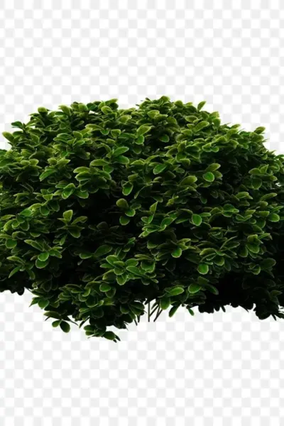 Bush куст