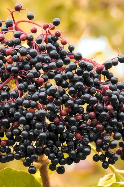 Бузина черная Sambucus nigra