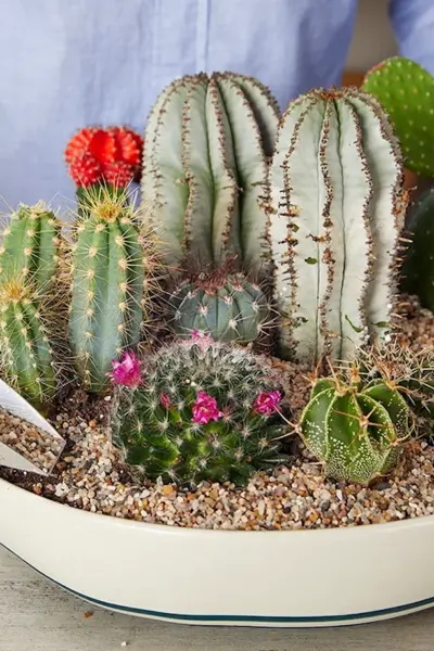 Cactus Mini Garden