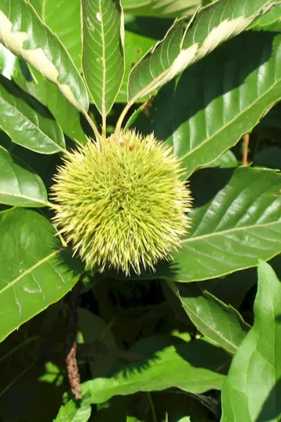 Castanea pumila
