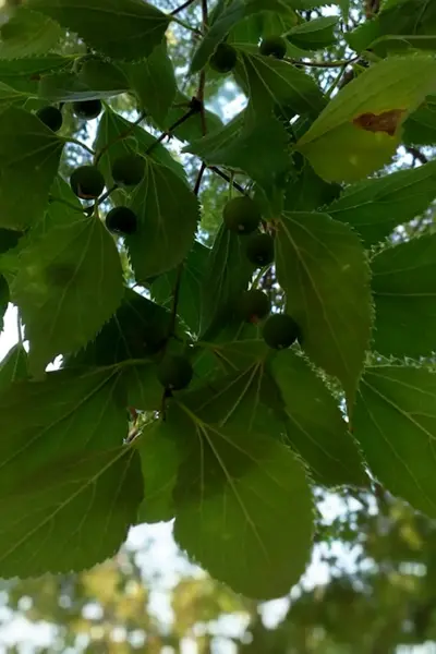 Celtis Australis