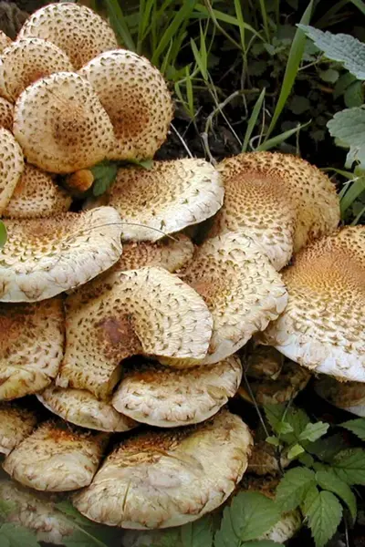 Чешуйчатка обыкновенная Pholiota squarrosa