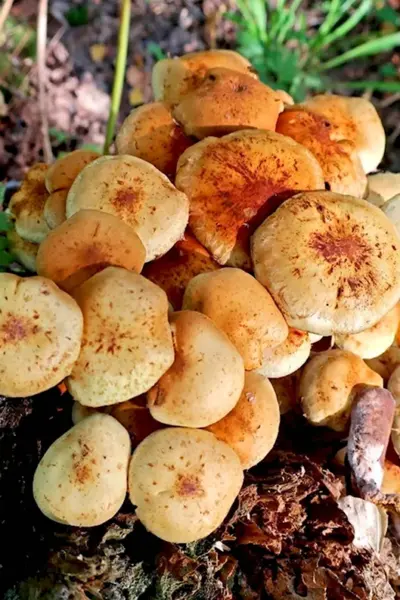 Чешуйчатка Ольховая Pholiota alnicola