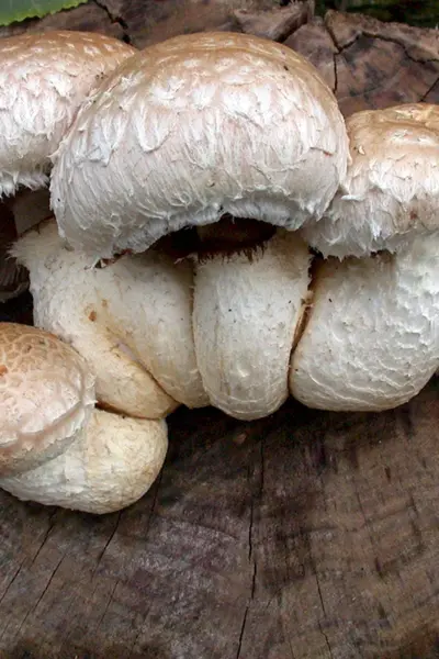 Чешуйчатка Тополёвая Hemipholiota populnea