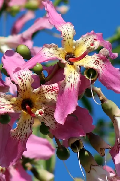Chorisia speciosa Хоризия великолепная