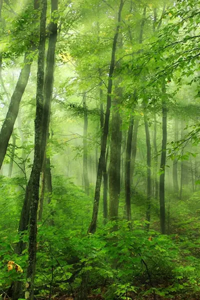 Clear Forest