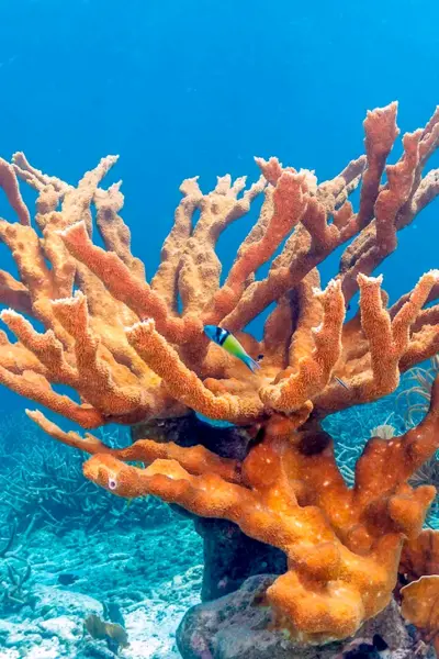 Coral Acropora palmata
