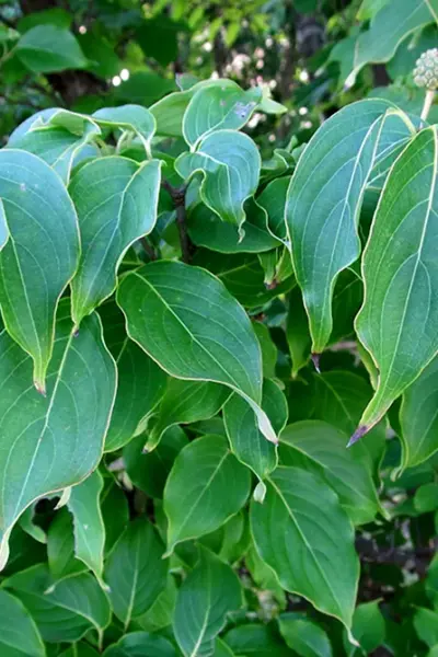 Cornus Kousa листья