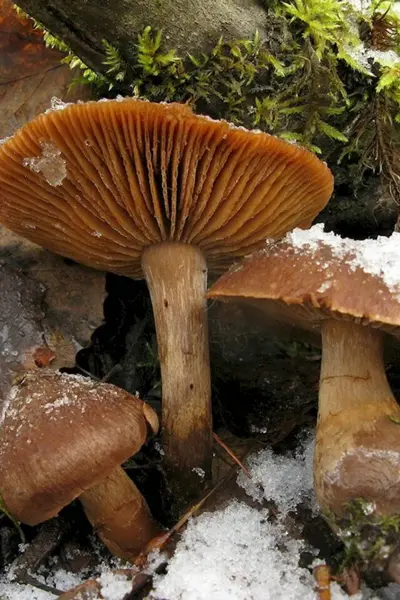 Cortinarius betuletorum