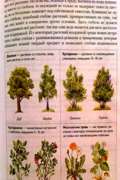 Деревья кустарники кустарнички травы