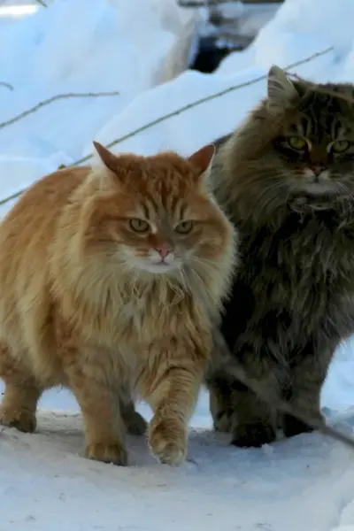 Дикая Норвежская Лесная кошка