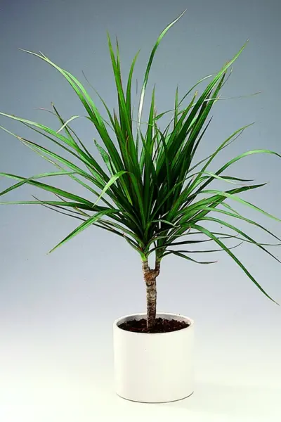 Dracaena marginata