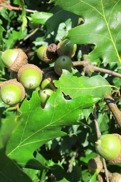 Дуб красный Quercus rubra