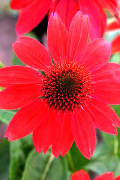 Эхинацея Echinacea sombrero Salsa Red