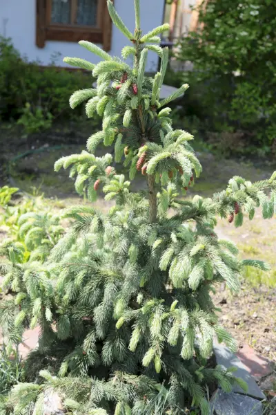 Ель engelmannii glauca