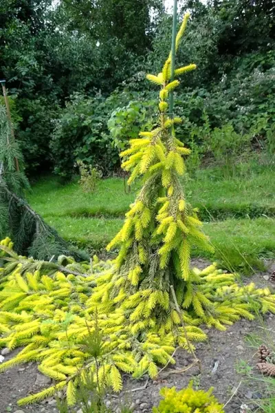 Ель обыкновенная Picea Abies Gold Drift
