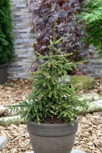 Ель Восточная Aureospicata