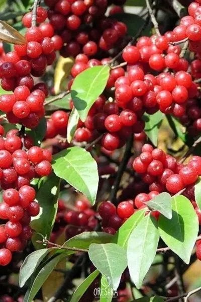 Elaeagnus umbellata