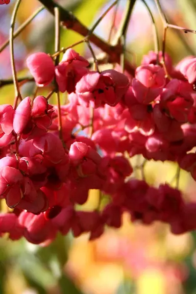 Euonymus hamiltonianus