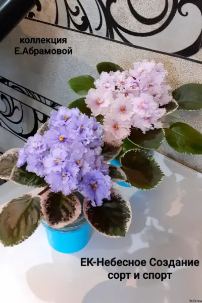 Фиалка ЕК небесные всполохи