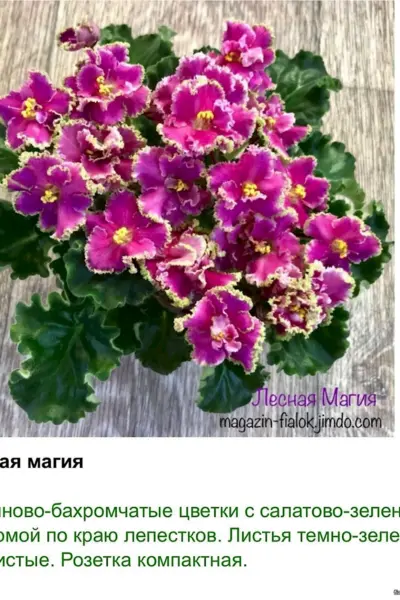 Фиалка Лесная магия