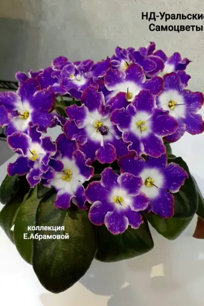 Фиалка нд Уральские Самоцветы