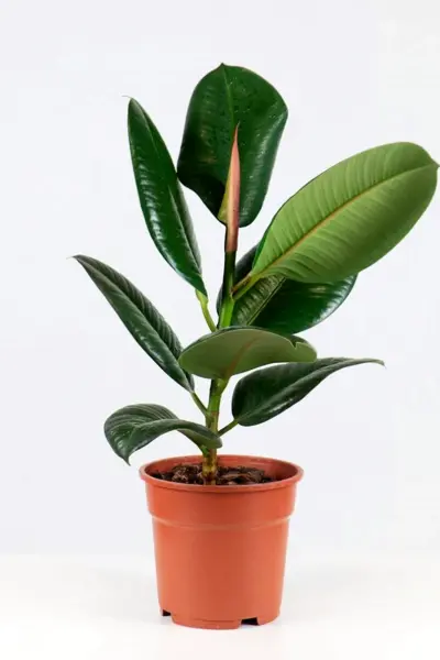 Фикус elastica robusta