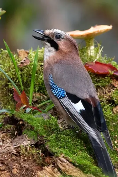 Garrulus lanceolatus гималайская Сойка