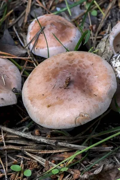 Гебелома Тополевая - Hebeloma populinum