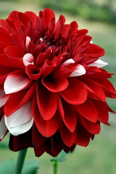 Георгины Dahlia