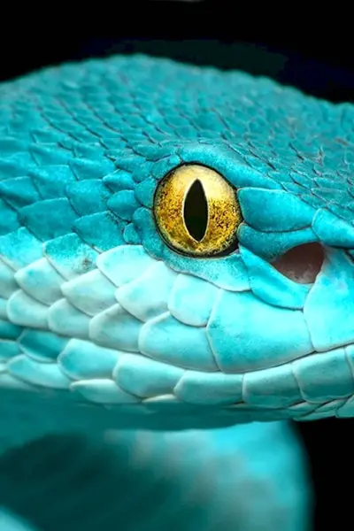 Голубая комодская куфия Trimeresurus insularis